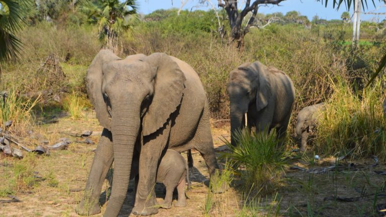 Why Selous Game Reserve Should Be on Your Safari Bucket List