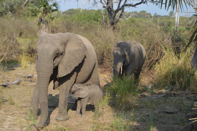 Is Selous a Good Safari?
