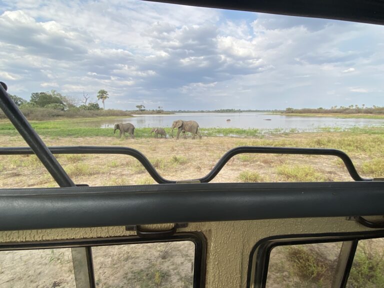 Should I Go to Selous or Mikumi for Safari? A Comprehensive Guide for Your Dream Safari Experience