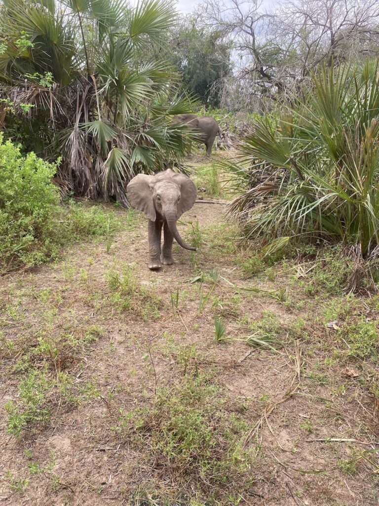 Is Selous a Good Safari? Why This Hidden Gem in Tanzania is Worth Visiting
